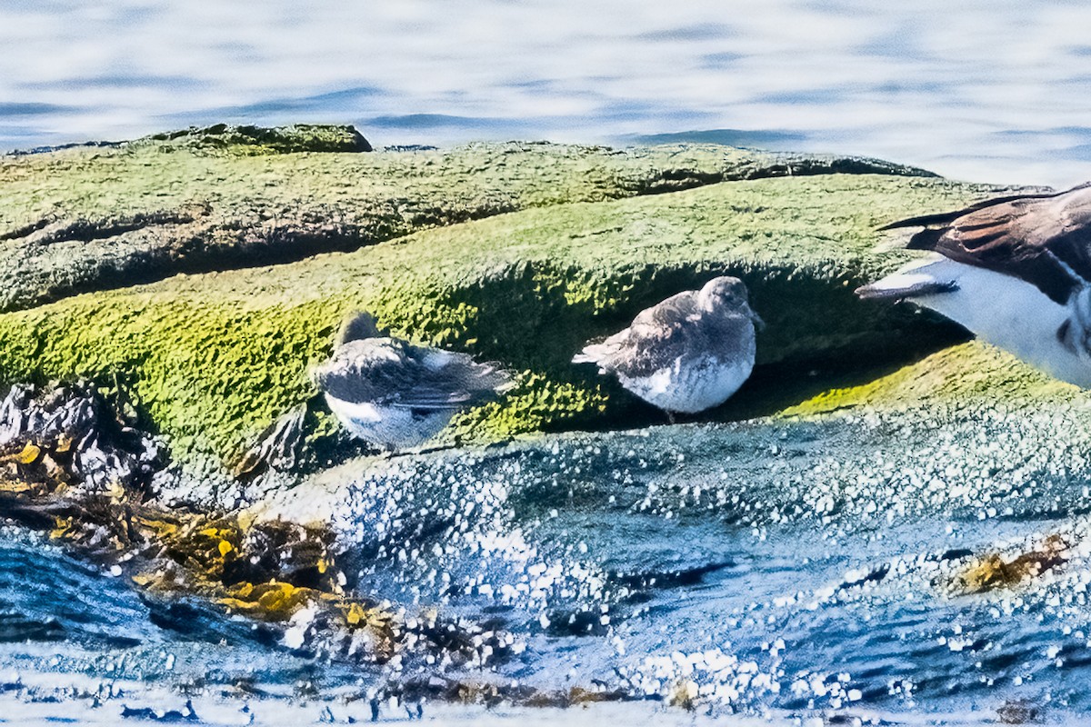 Purple Sandpiper - ML616007659