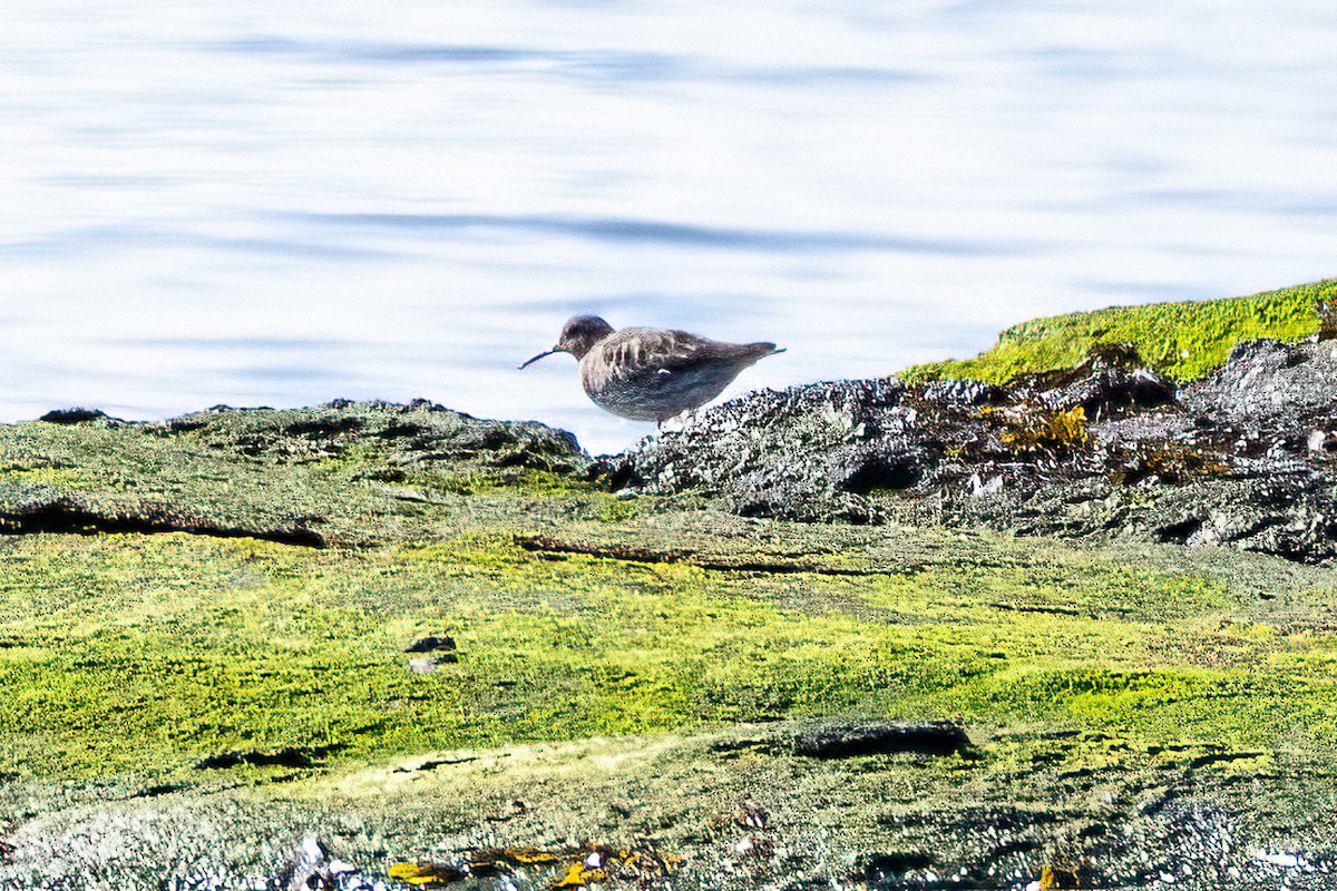 Purple Sandpiper - ML616007660