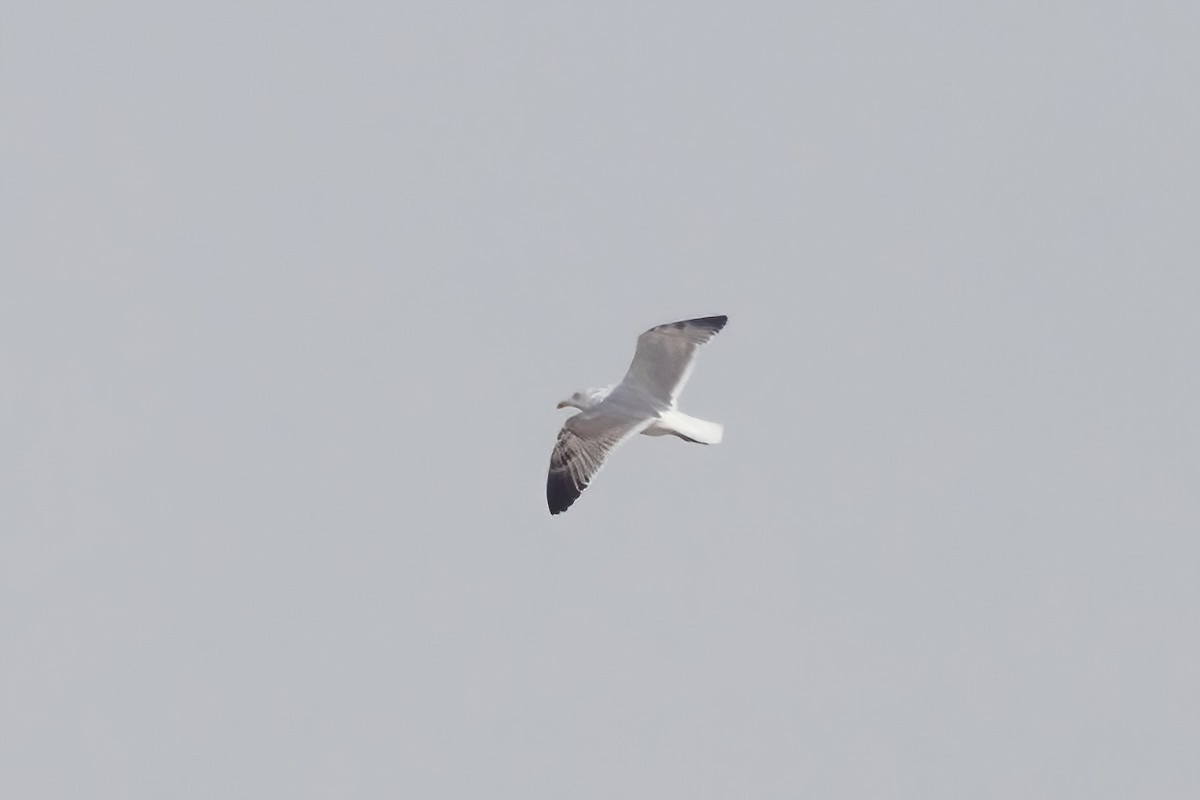 Herring x Lesser Black-backed Gull (hybrid) - ML616007675