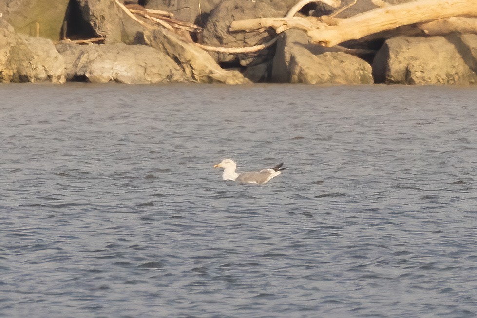 Herring x Lesser Black-backed Gull (hybrid) - ML616007684