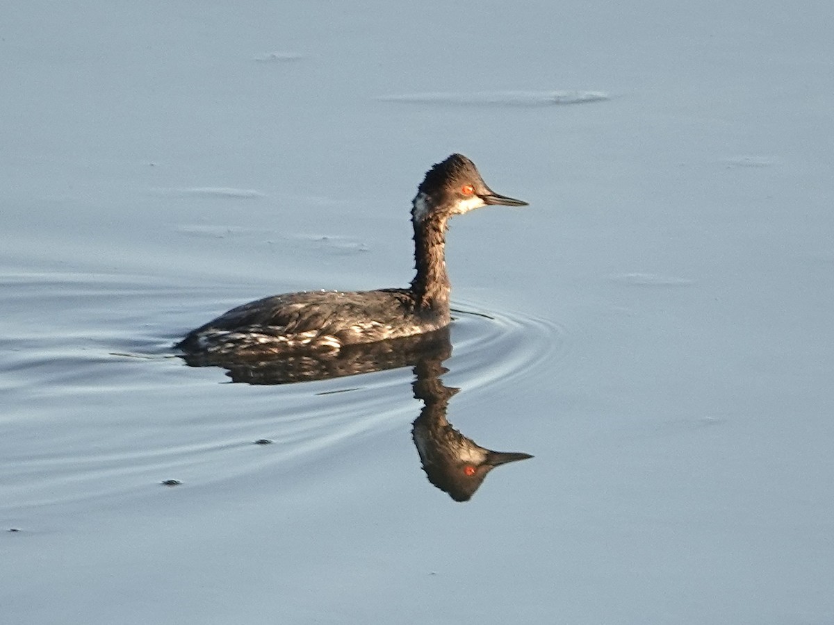 Eared Grebe - ML616007707