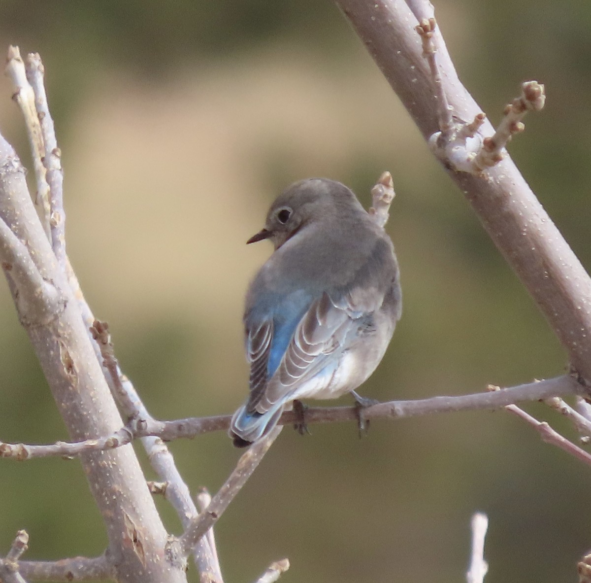 Mountain Bluebird - ML616007714