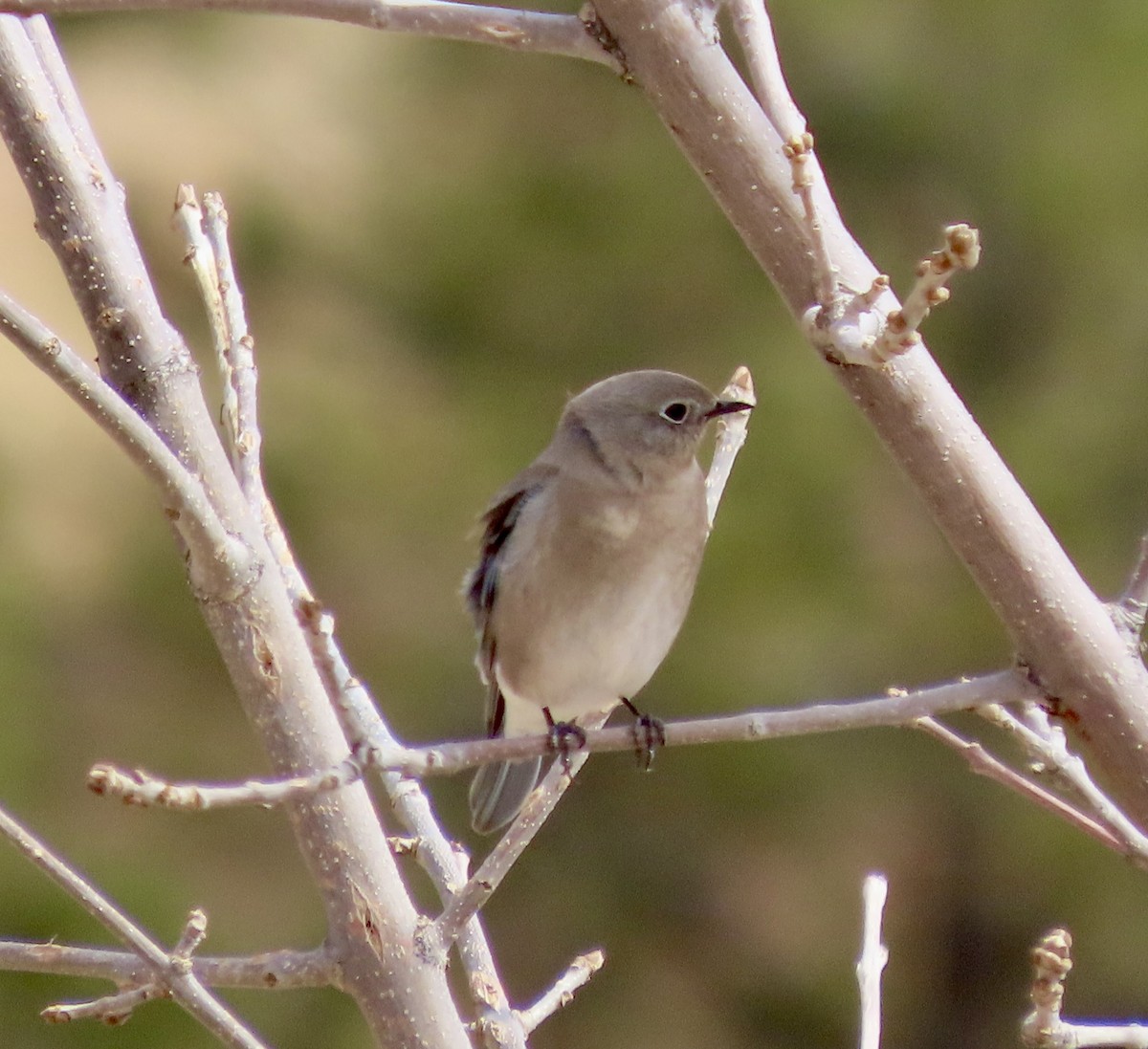 Mountain Bluebird - ML616007729