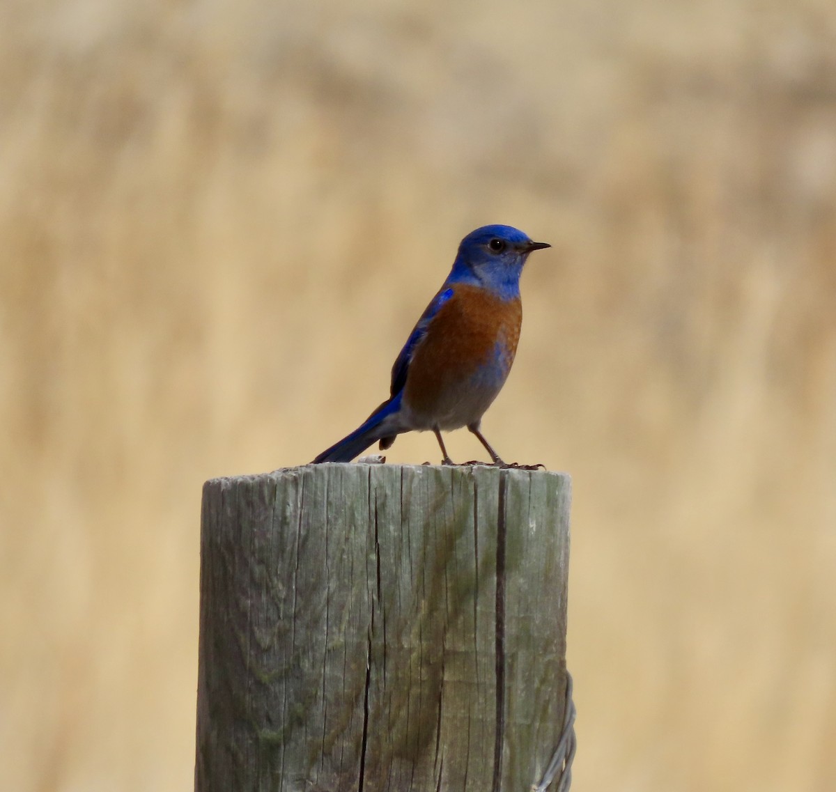 Western Bluebird - ML616007748