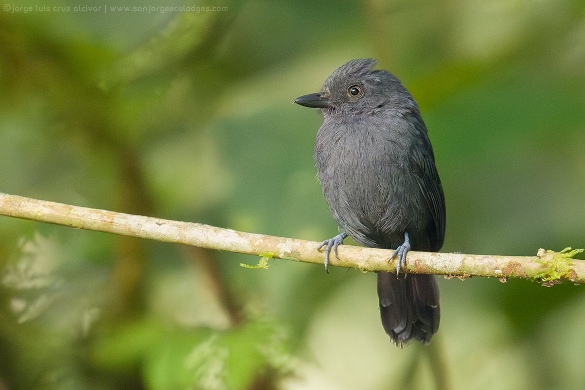 Uniform Antshrike - Jorge Luis Cruz Alcivar - Magic Birding Tours