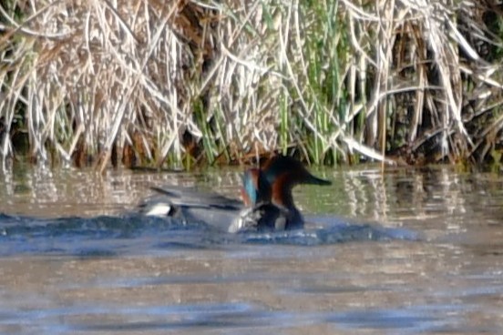 Green-winged Teal - ML616007761