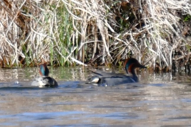 Green-winged Teal - ML616007762