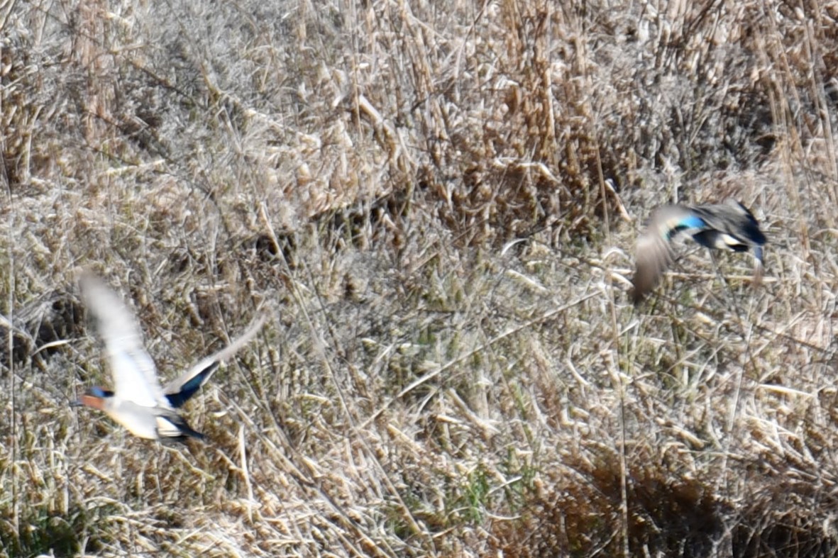 Green-winged Teal - Carmen Ricer