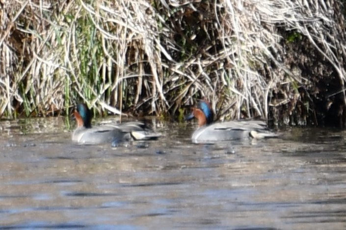 Green-winged Teal - ML616007764