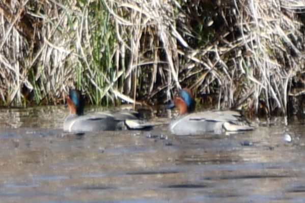 Green-winged Teal - ML616007766