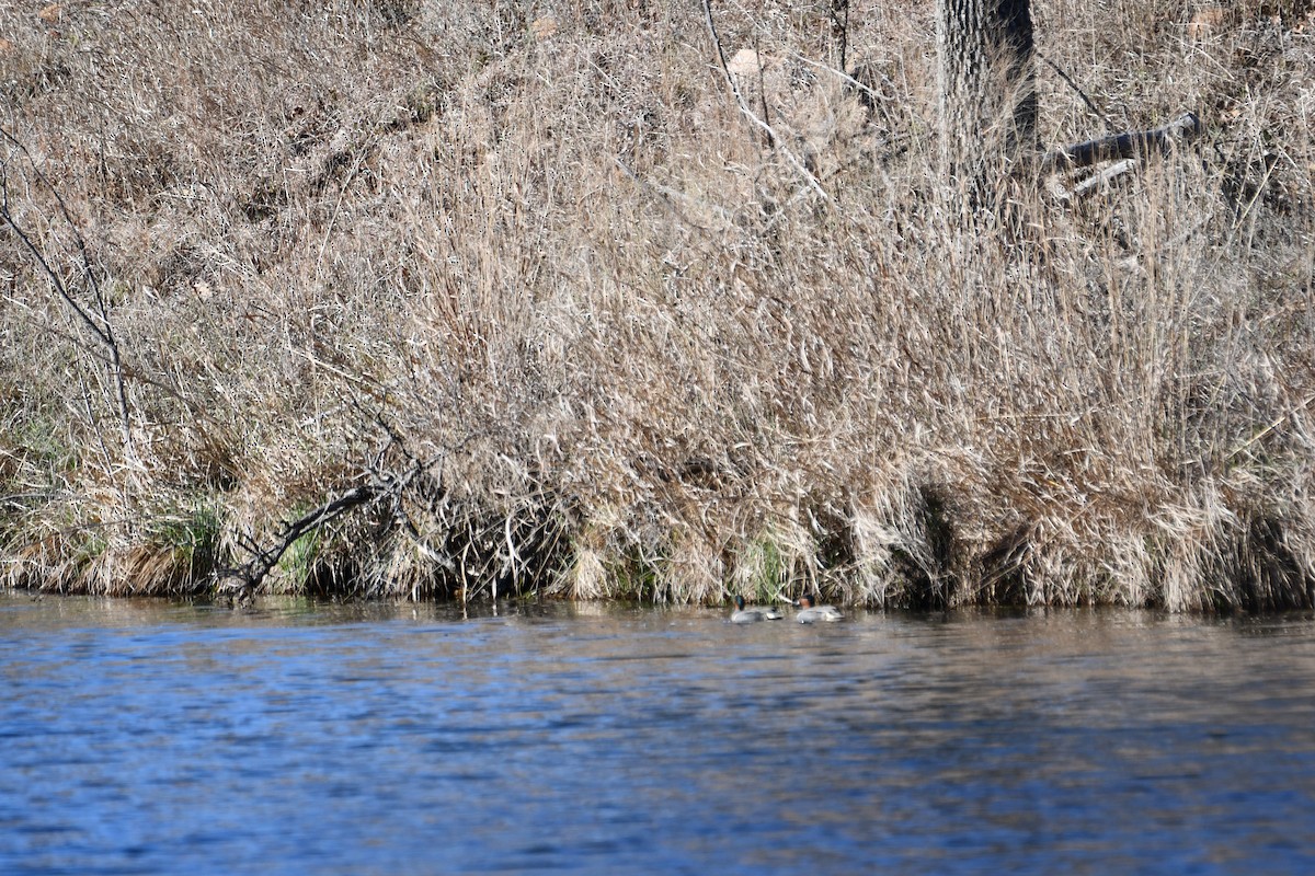 Green-winged Teal - ML616007769