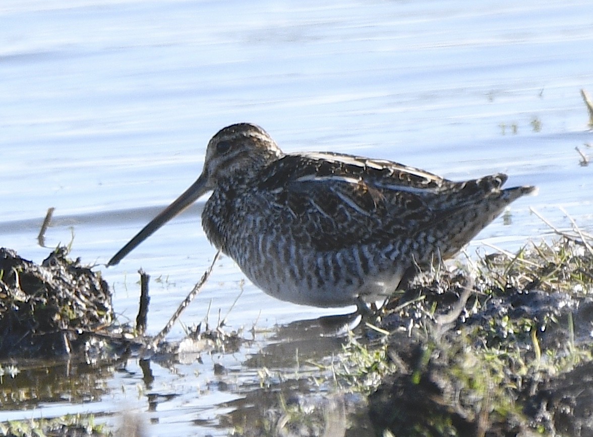 Wilson's Snipe - ML616007836