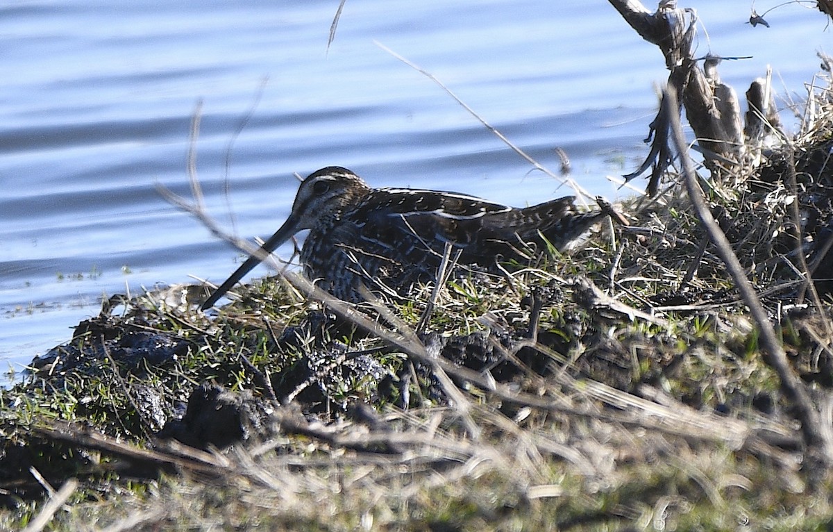 Wilson's Snipe - ML616007838