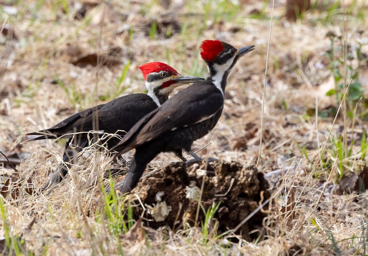 Pileated Woodpecker - ML616007864