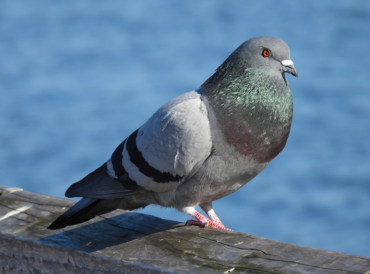 Rock Pigeon (Feral Pigeon) - James Earles