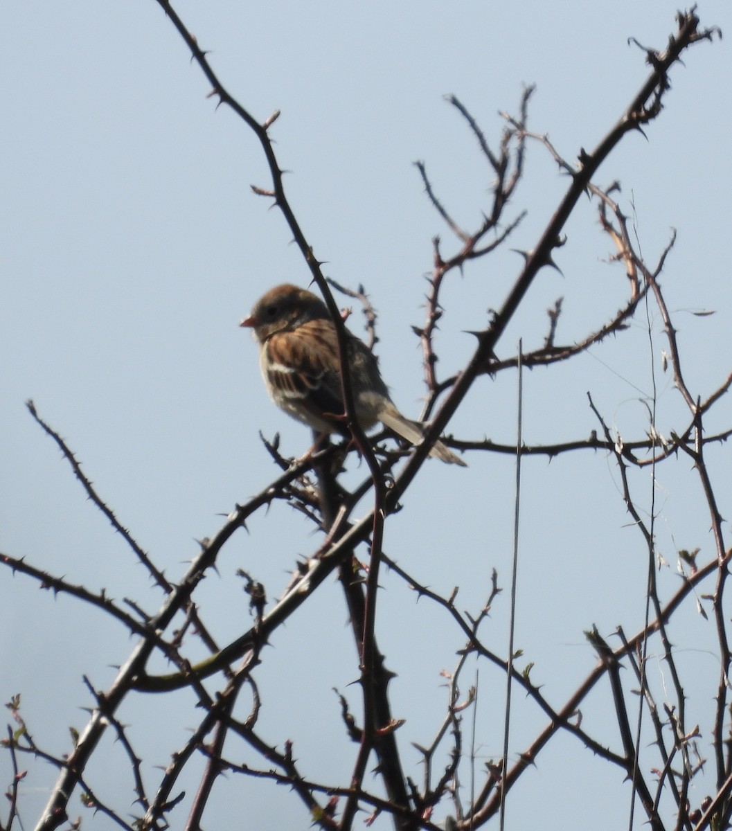 Field Sparrow - ML616007984
