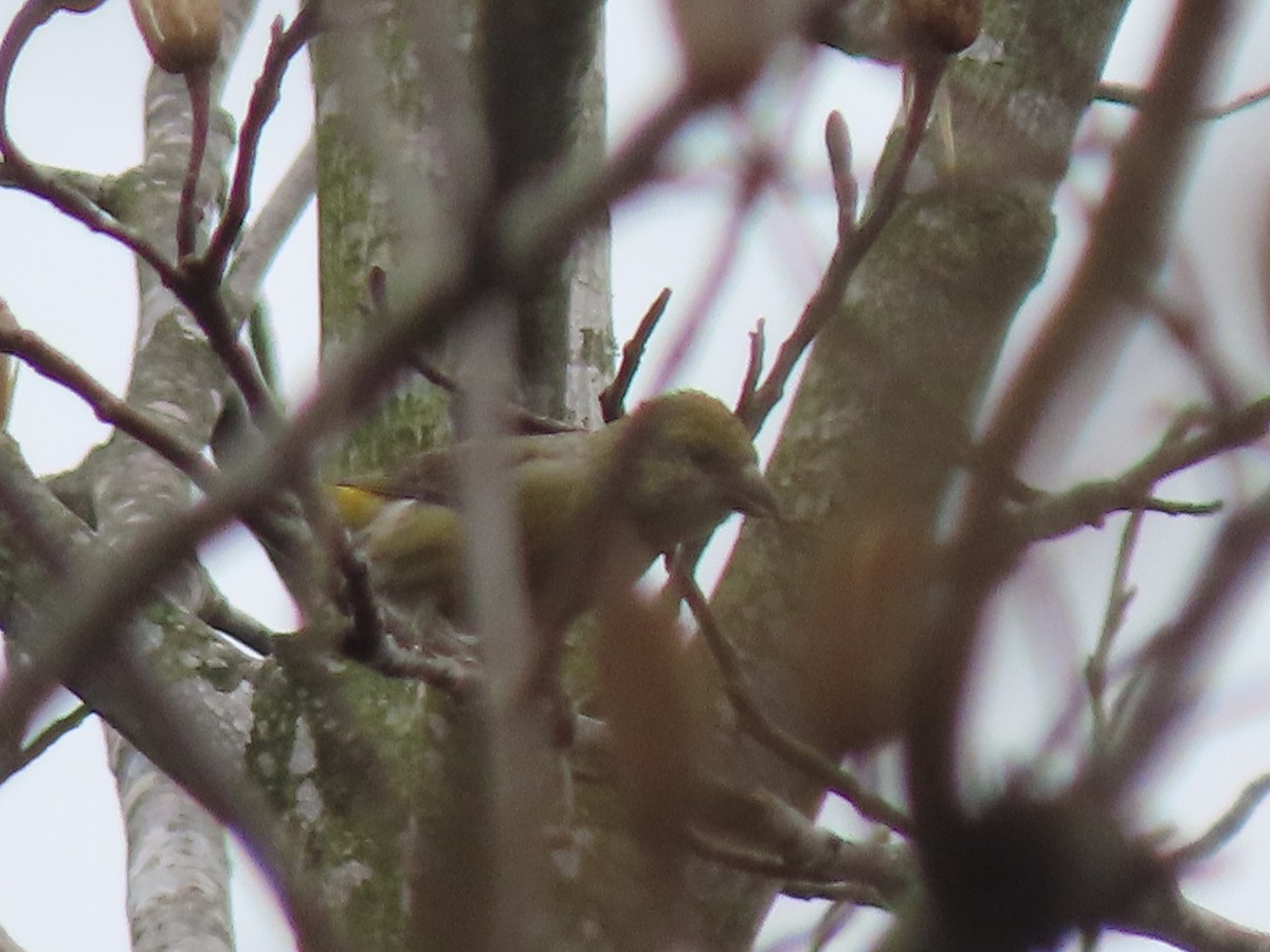 Red Crossbill - ML616008003