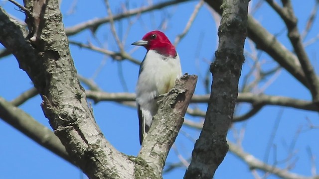 Red-headed Woodpecker - ML616008011