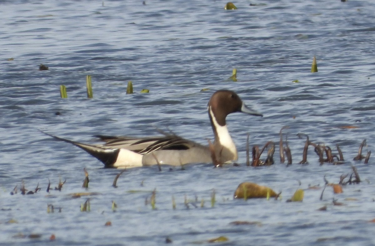 Northern Pintail - ML616008030