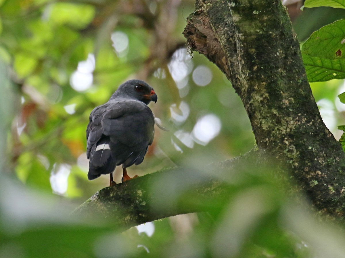 Plumbeous Hawk - ML616008105