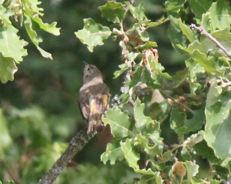 Western Bonelli's Warbler - ML616008111