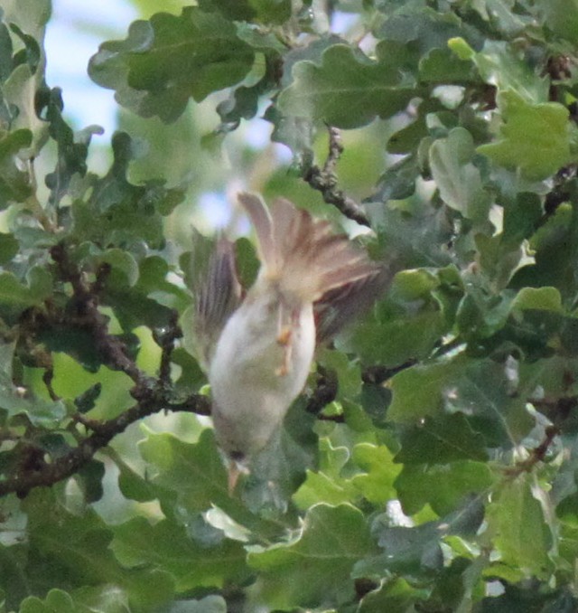 Western Bonelli's Warbler - ML616008112