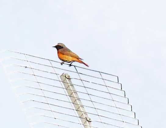 Common Redstart - ML616008199