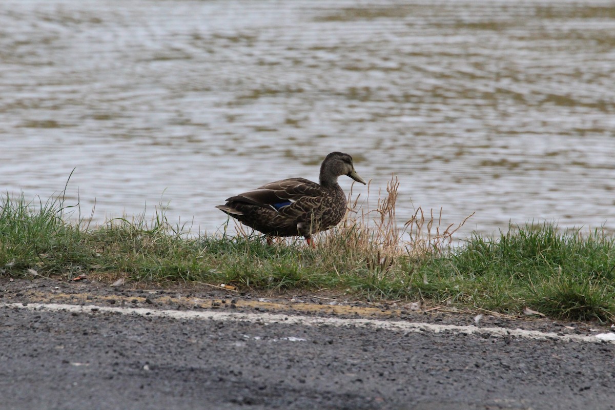 Mallard - ML616008230