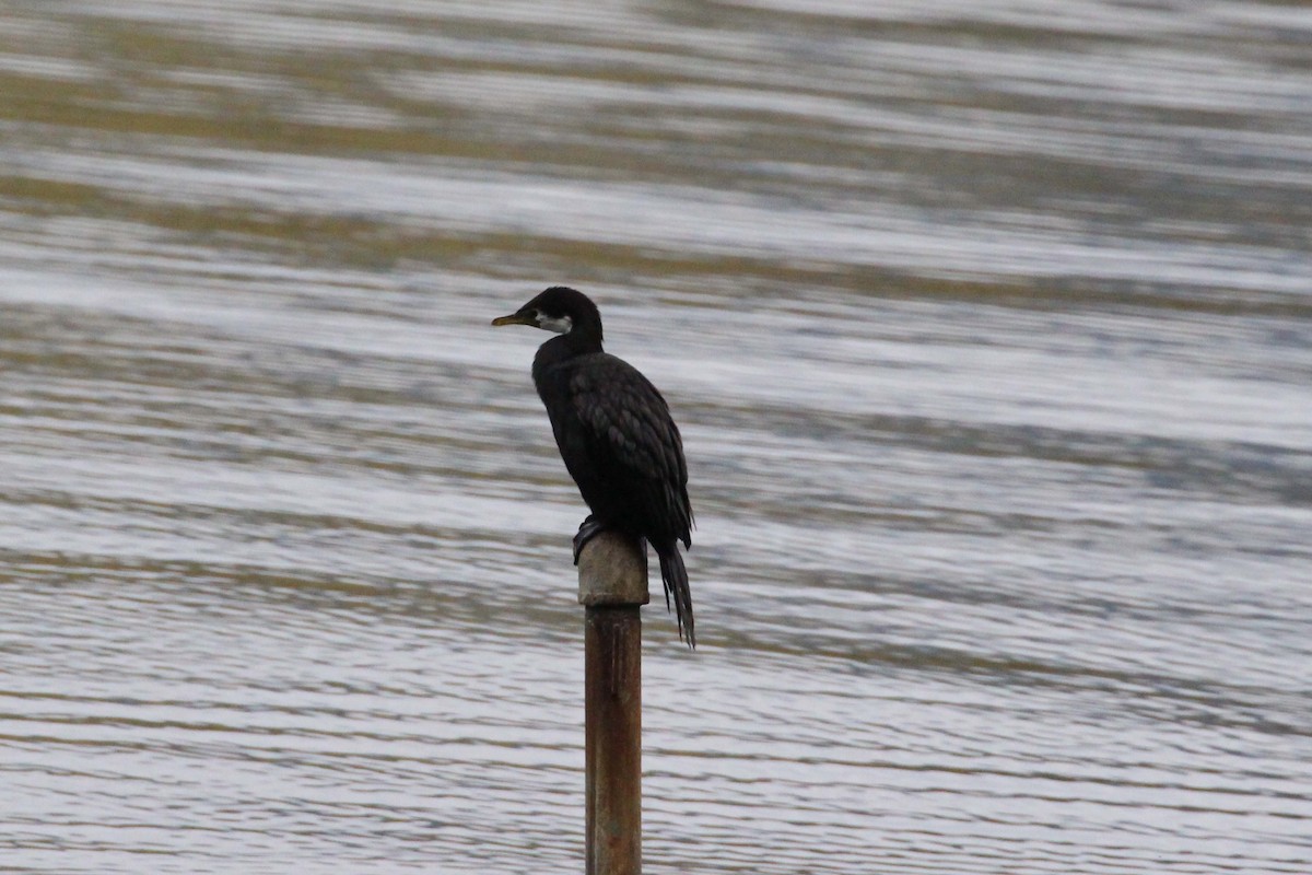 Little Pied Cormorant - ML616008234