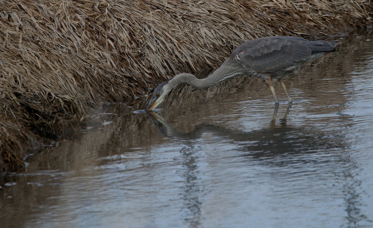 Great Blue Heron - ML616008237