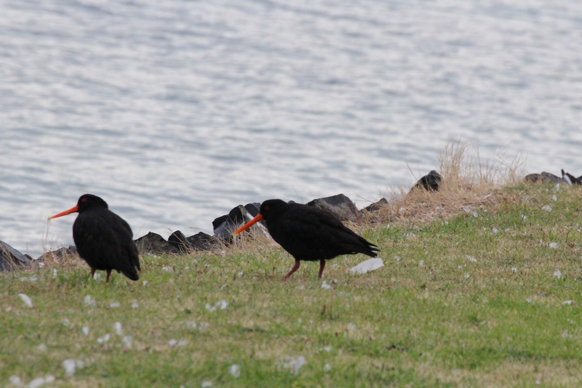 Variable Oystercatcher - ML616008246