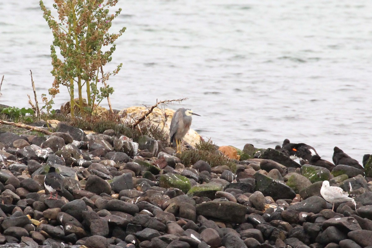 White-faced Heron - ML616008274