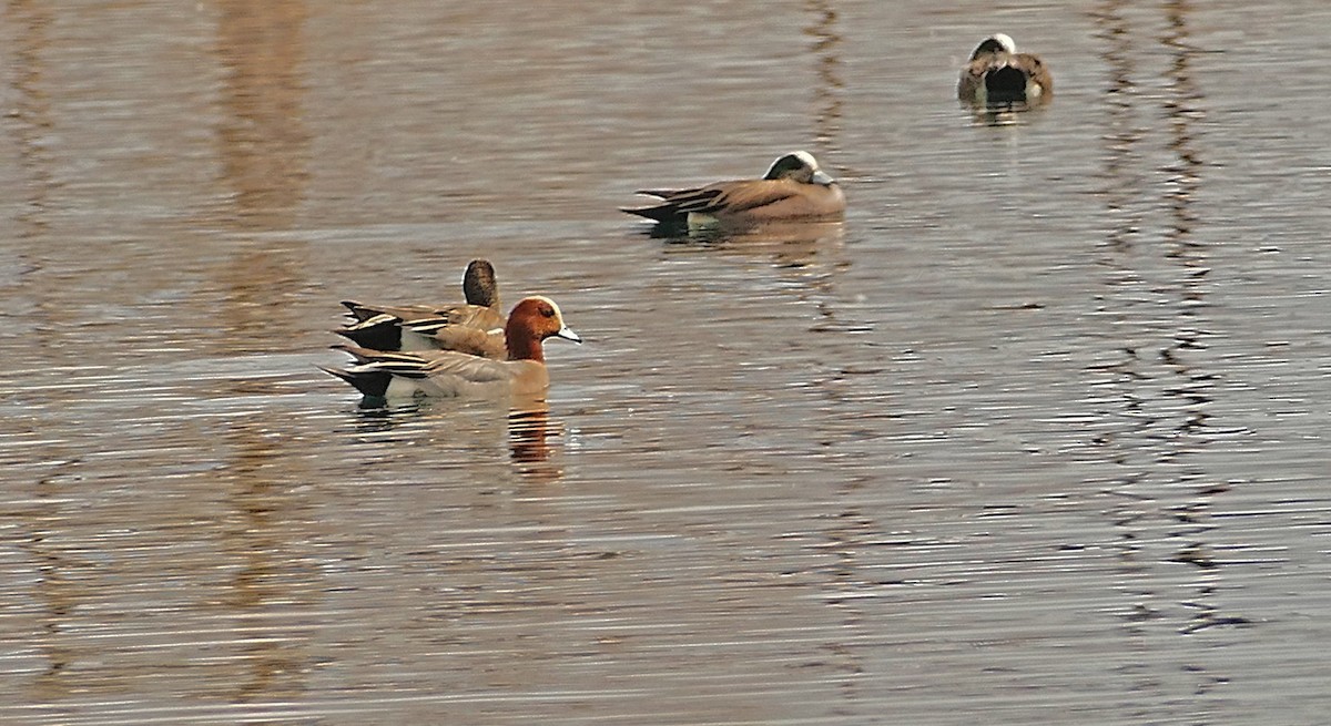 Eurasian Wigeon - Jon (JC) Curd