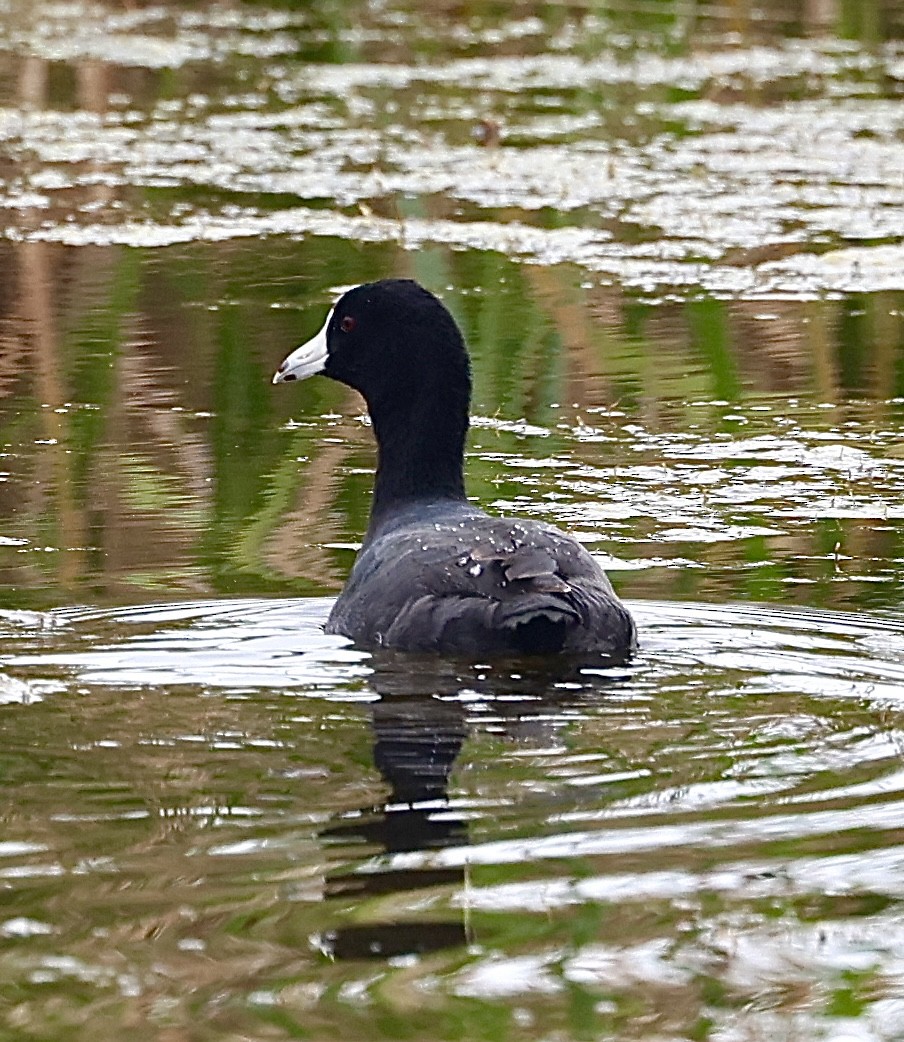 American Coot - Dean Silvers