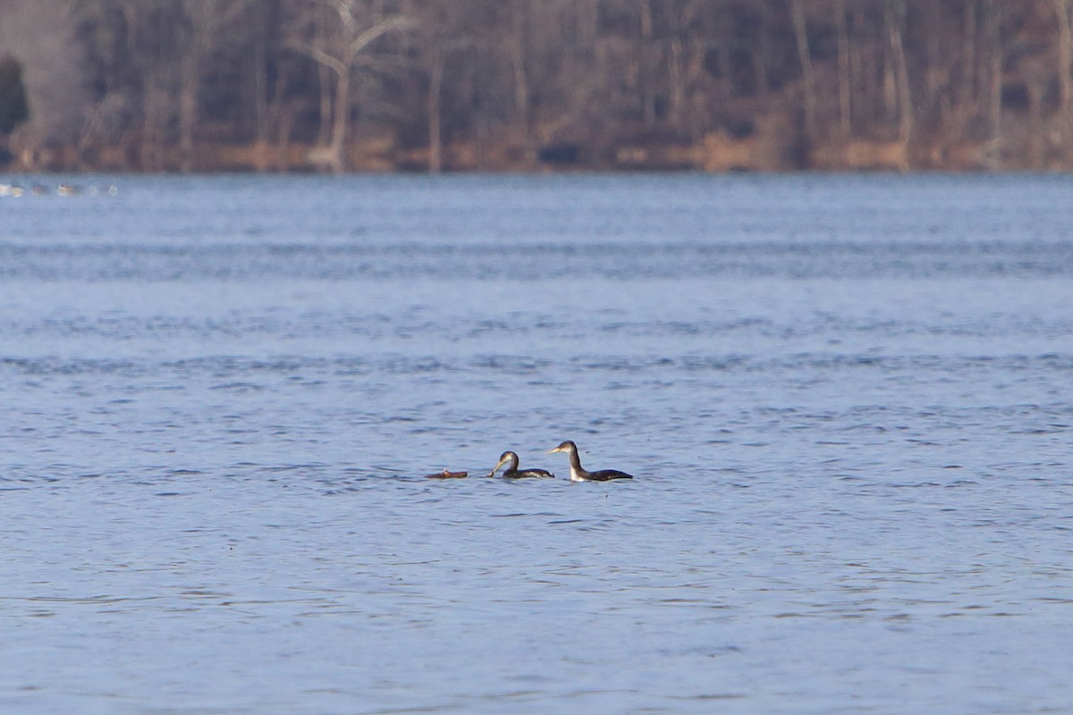 Red-necked Grebe - ML616008309