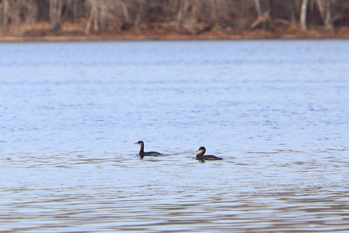 Red-necked Grebe - ML616008310