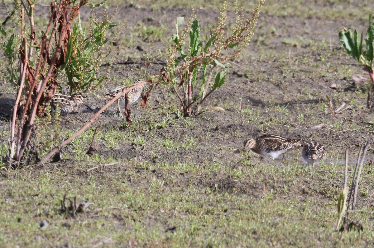 Wilson's Snipe - ML616008324