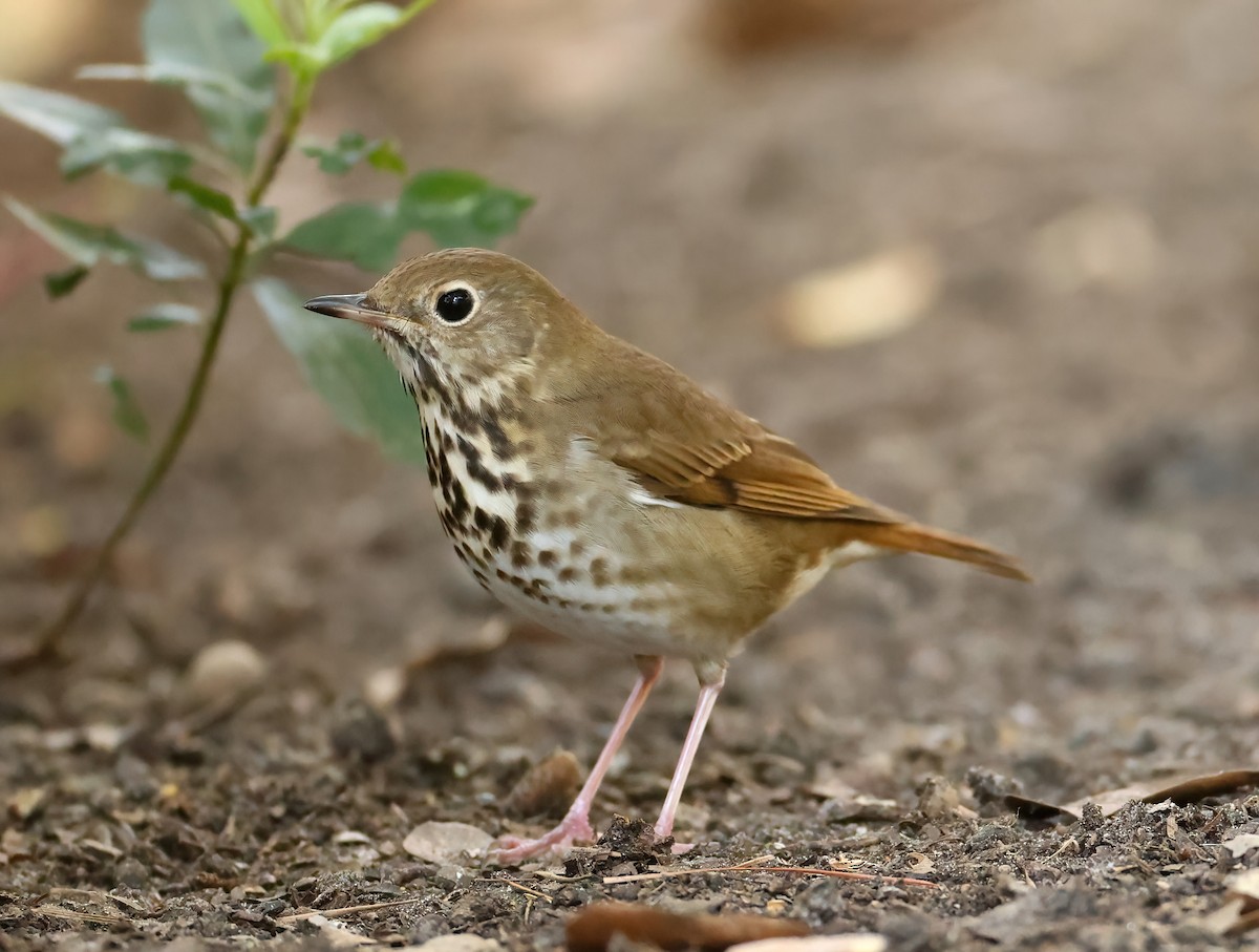 Hermit Thrush - ML616008361