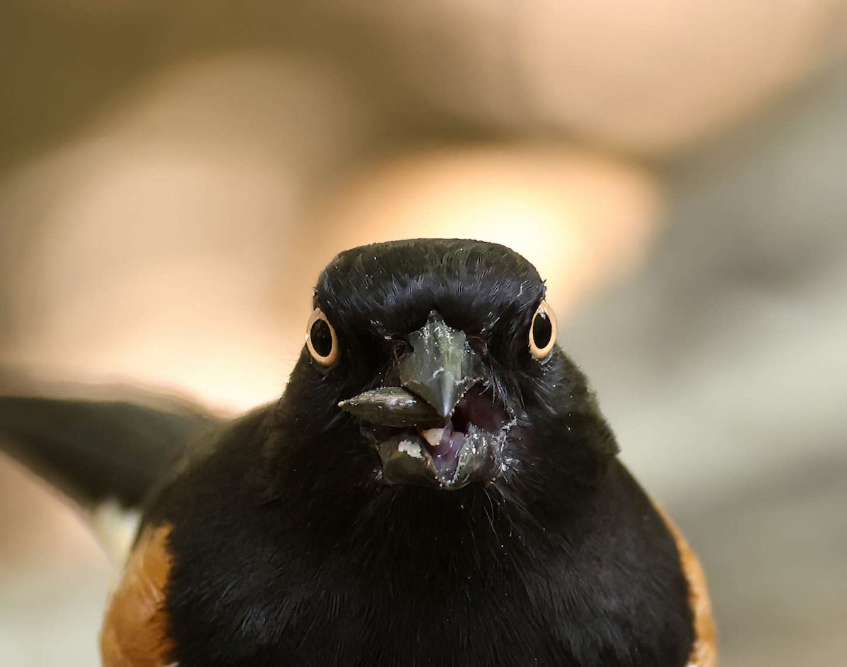 Eastern Towhee - ML616008379