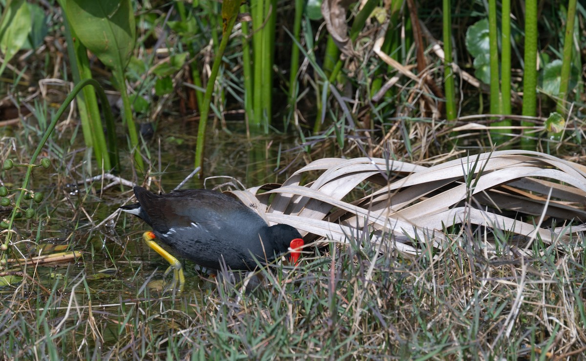 Common Gallinule - ML616008394