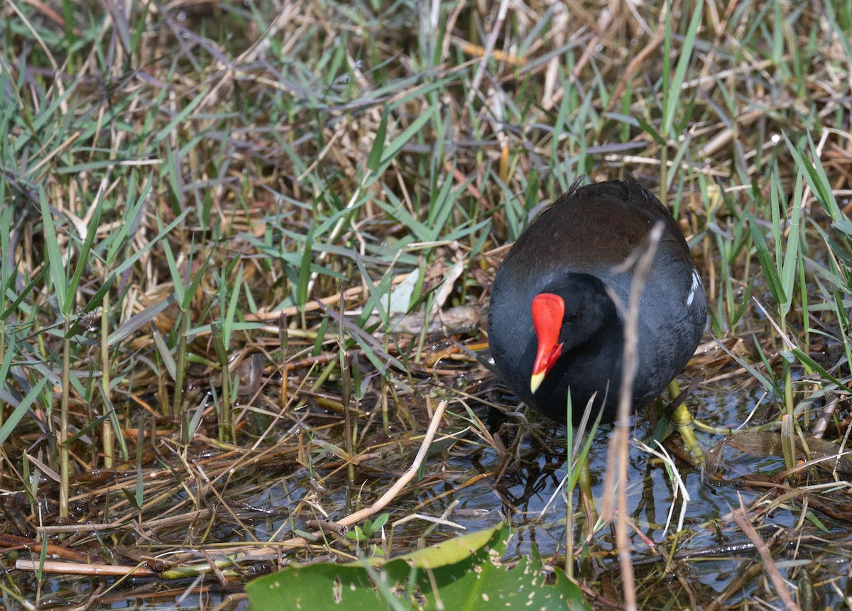 Common Gallinule - ML616008395