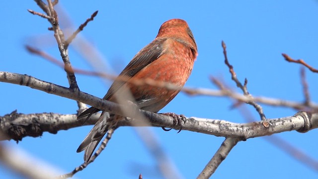 Red Crossbill - ML616008412