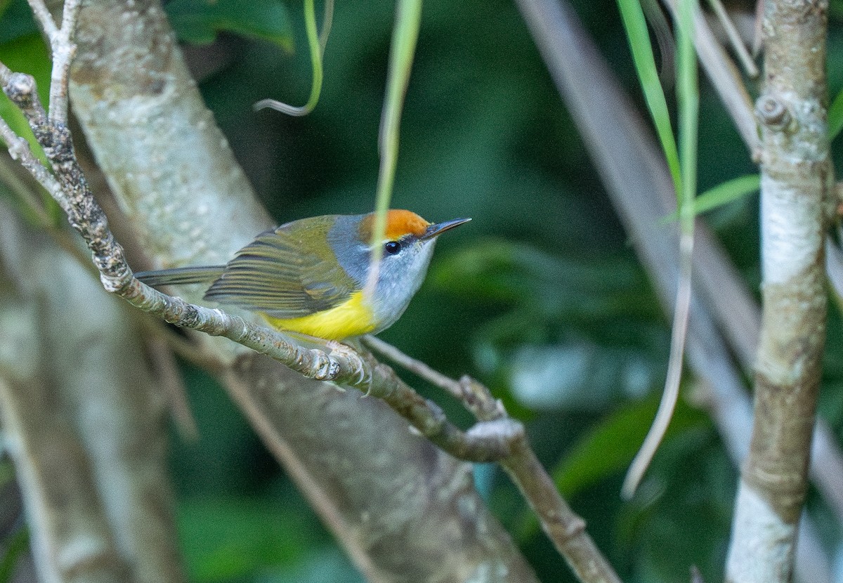 Mountain Tailorbird - Forest Botial-Jarvis