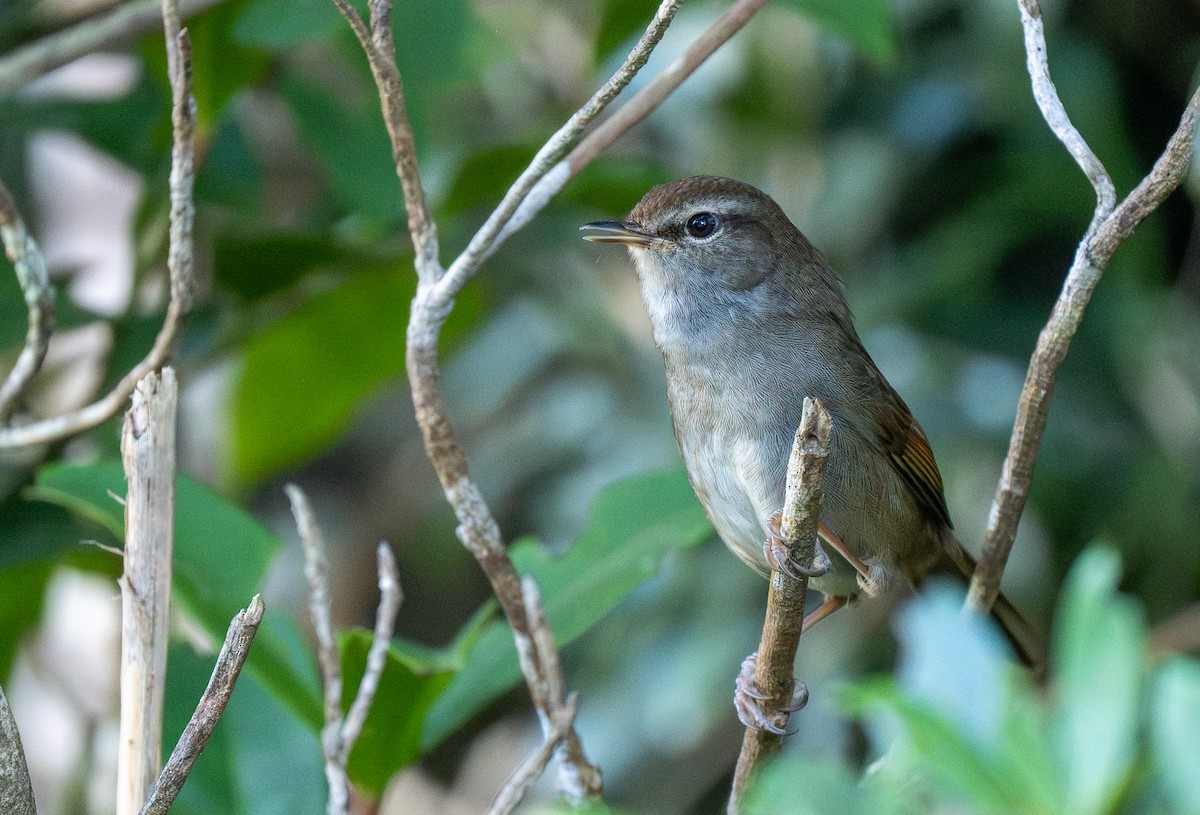 Philippine Bush Warbler - Forest Botial-Jarvis