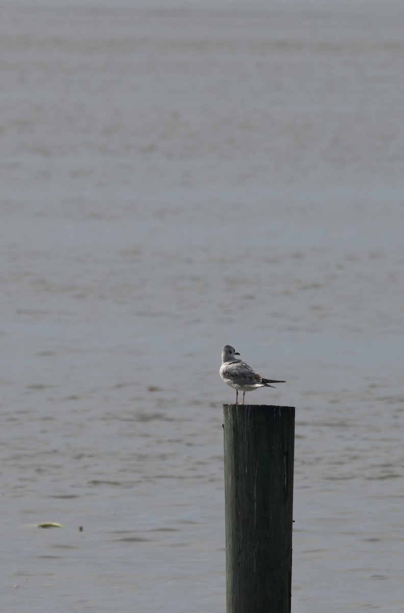 Bonaparte's Gull - ML616008480