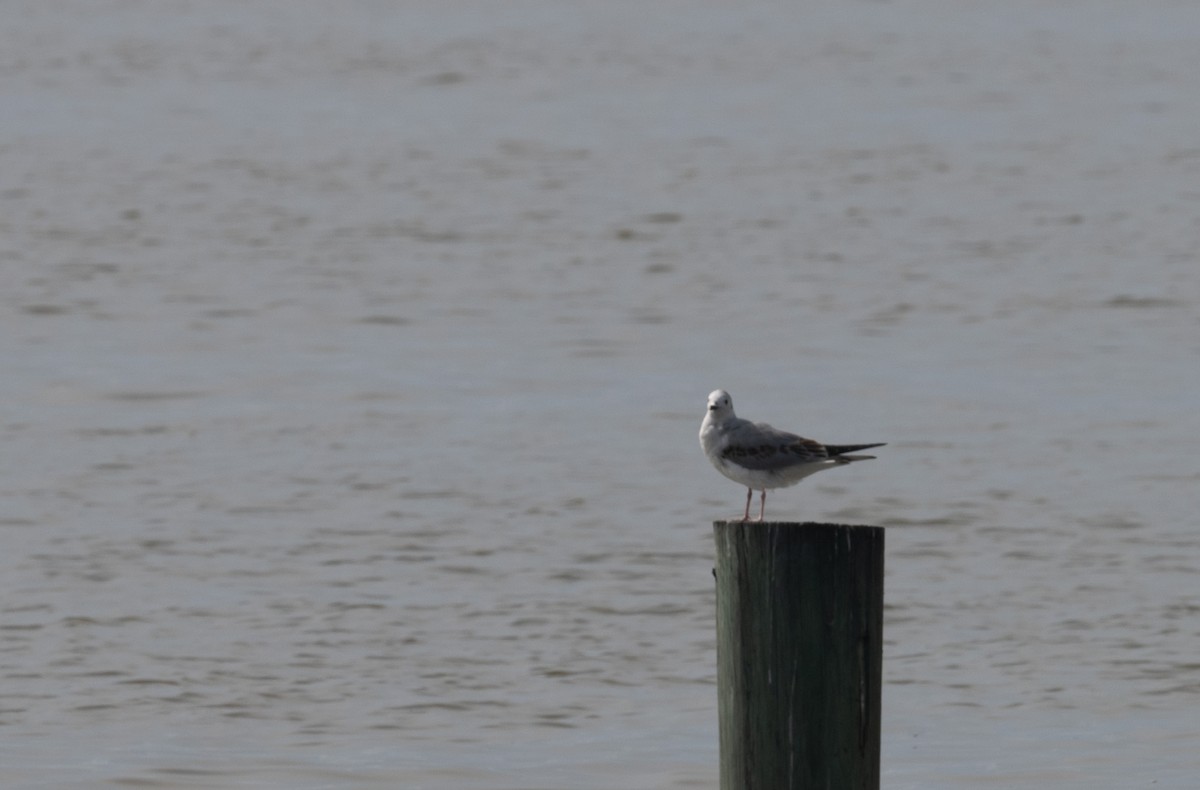 Bonaparte's Gull - ML616008481