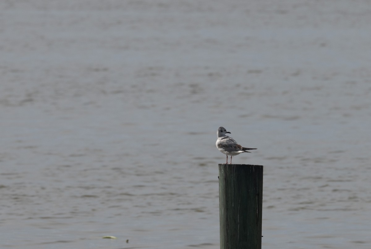 Bonaparte's Gull - ML616008482