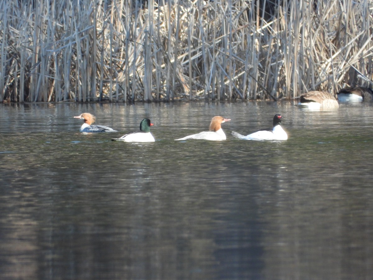 Common Merganser - ML616008498