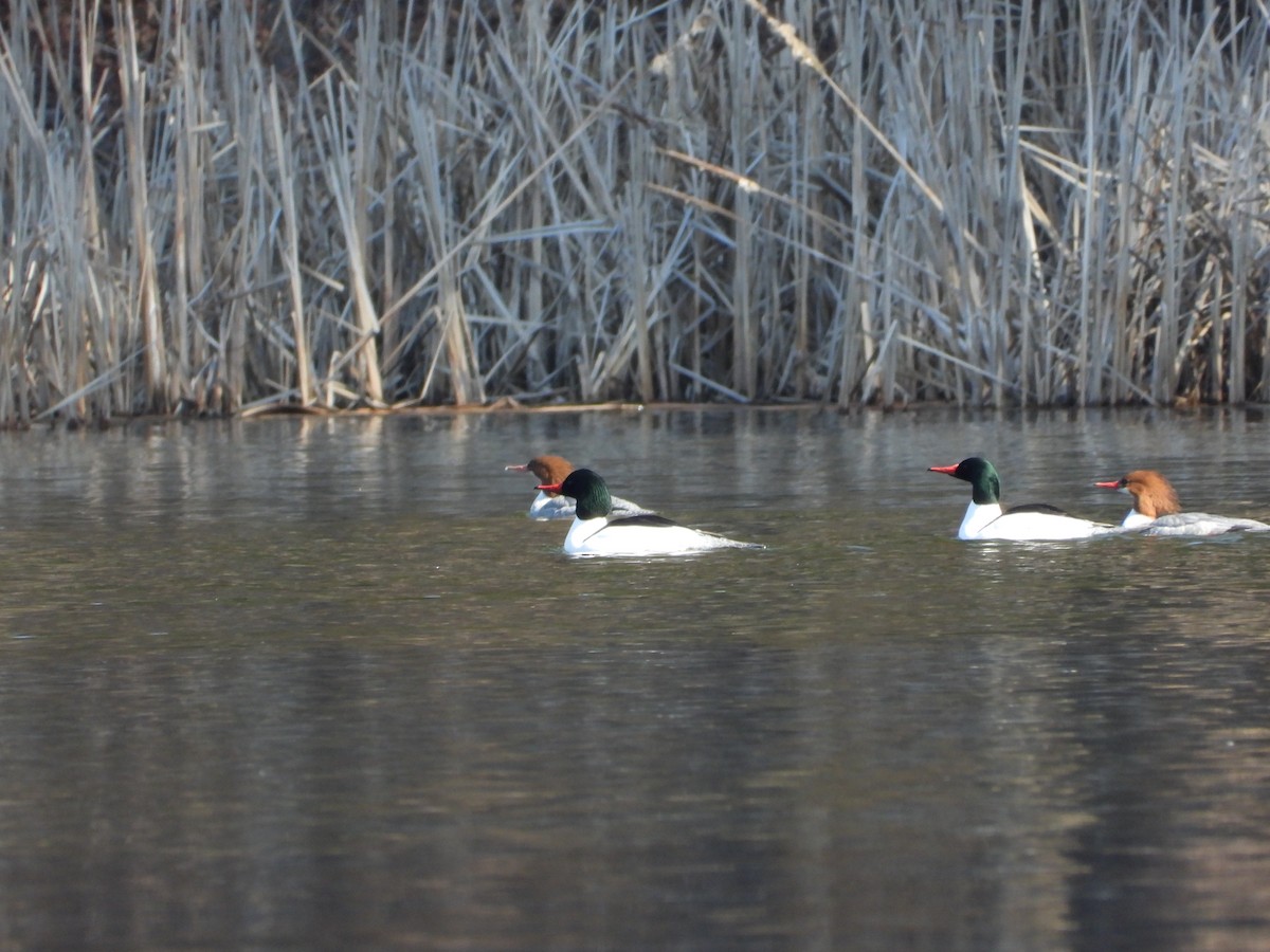 Common Merganser - ML616008499