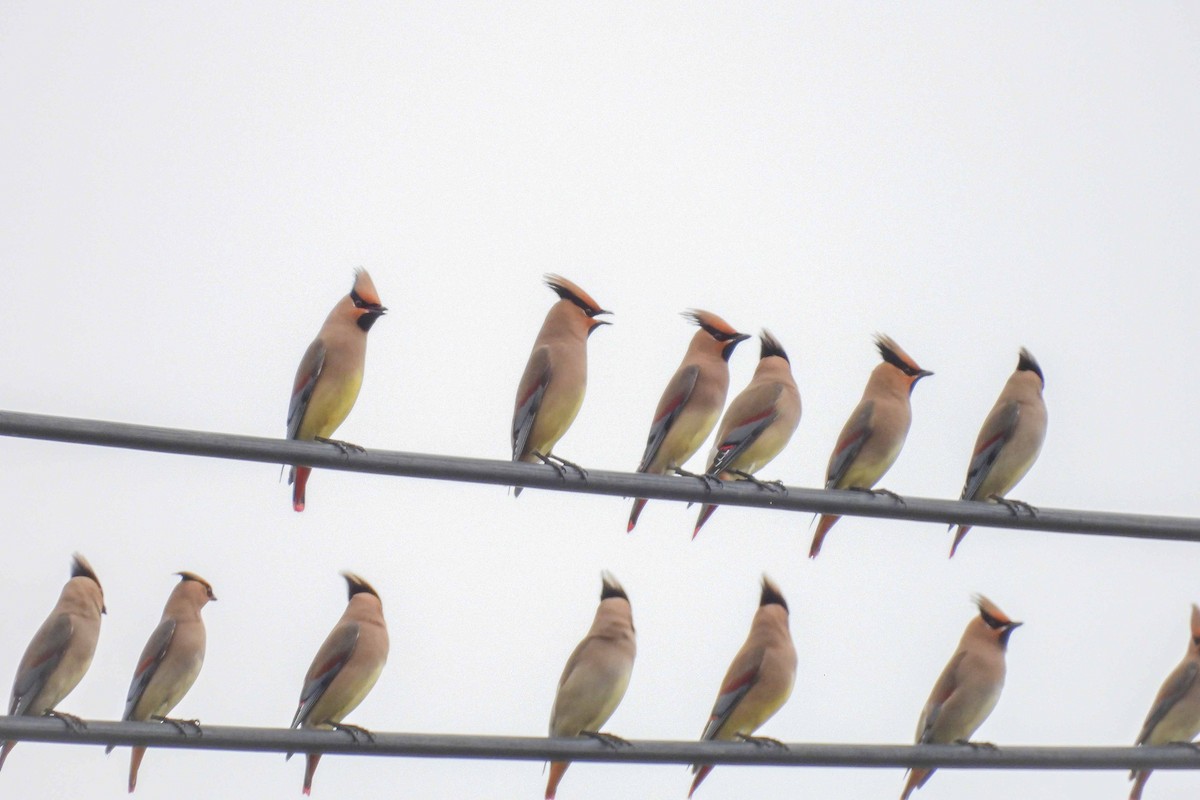 Japanese Waxwing - Noboru Komine